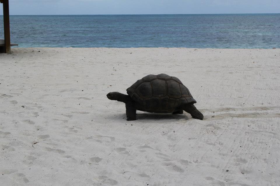Jessies Guest House Seychelles Beau Vallon  Εξωτερικό φωτογραφία